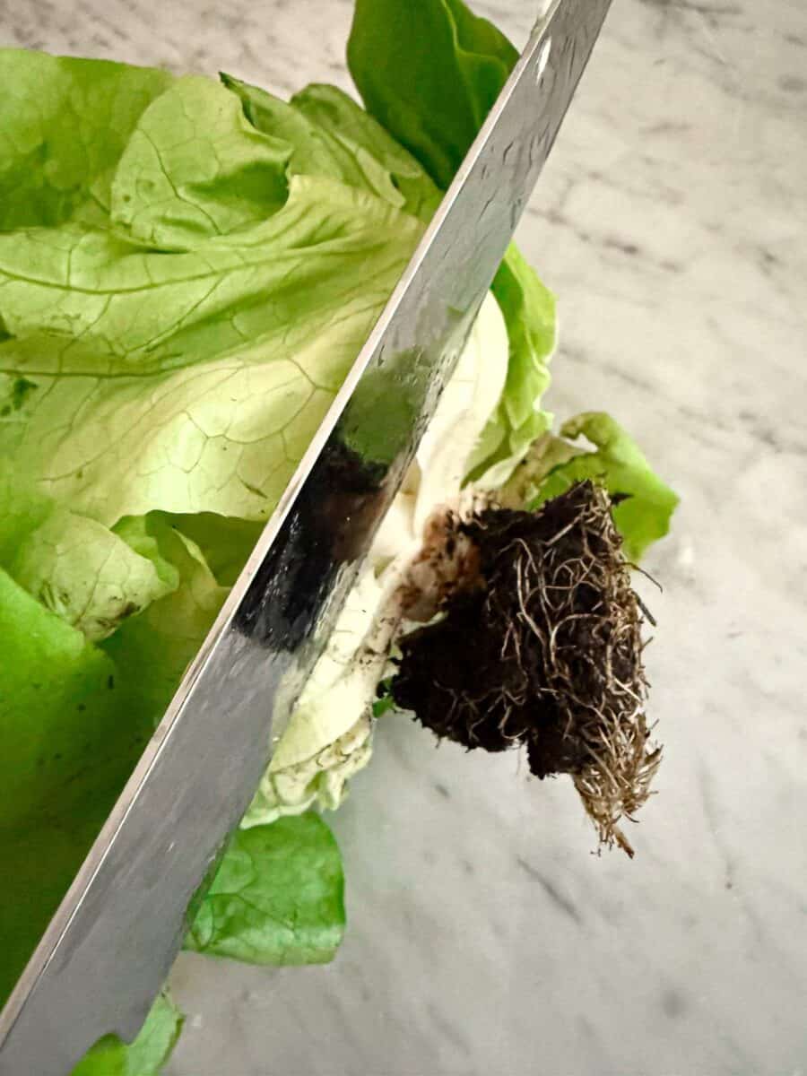 a head of living butter lettuce with a knife demonstrating where to cut it